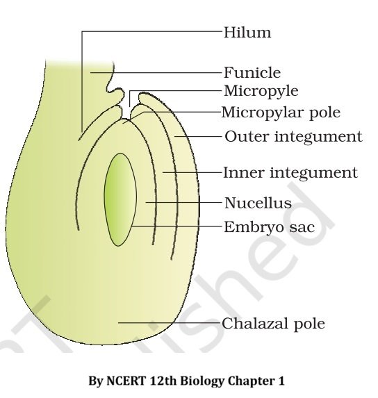 4. With a neat labelled diagram describe the parts of a typical angiosperm ovule.